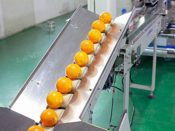 fruit packing machine